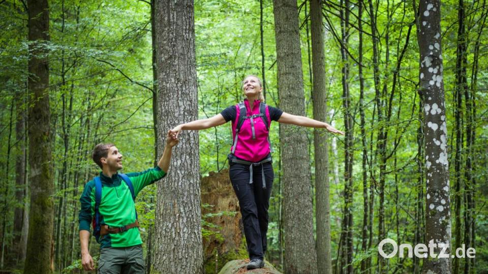Im Urwald die Natur genießen: Das können Wanderer im Bayerischen Wald. Bild: Daniela Blöchinger/Nationalpark Bayerischer Wald/dpa