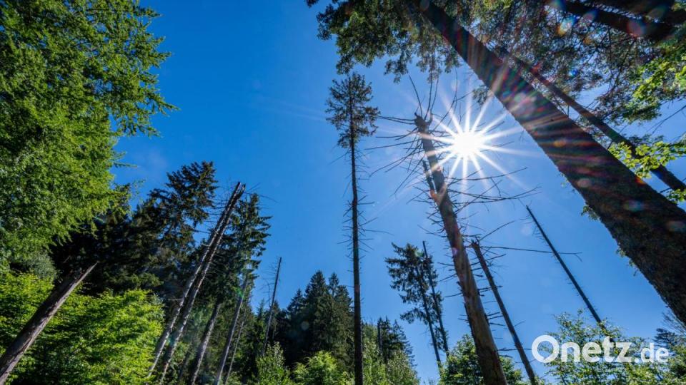 Der Bayerische Wald in Neuschönau. Bild: Armin Weigel/dpa
