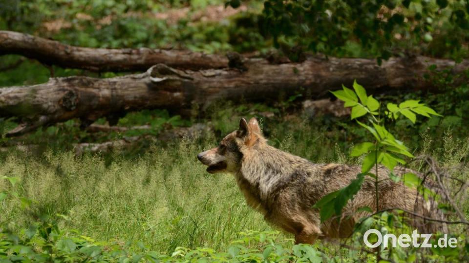 Ein Wolf im Tierfreigelände Lusen im Nationalpark Bayerischer Wald. Bild: Nationalpark Bayerischer Wald