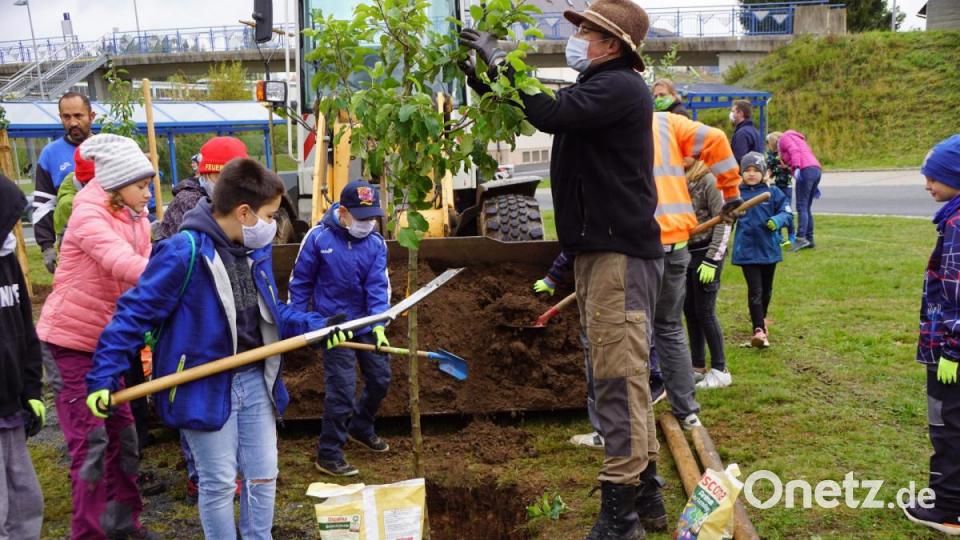 Martin Schmid vom Obst- und Gartenbauverein leitete die Feuerdrachen beim Pflanzen der sieben Bäume an und griff, wo nötig, zur Schere. Bild: bkr