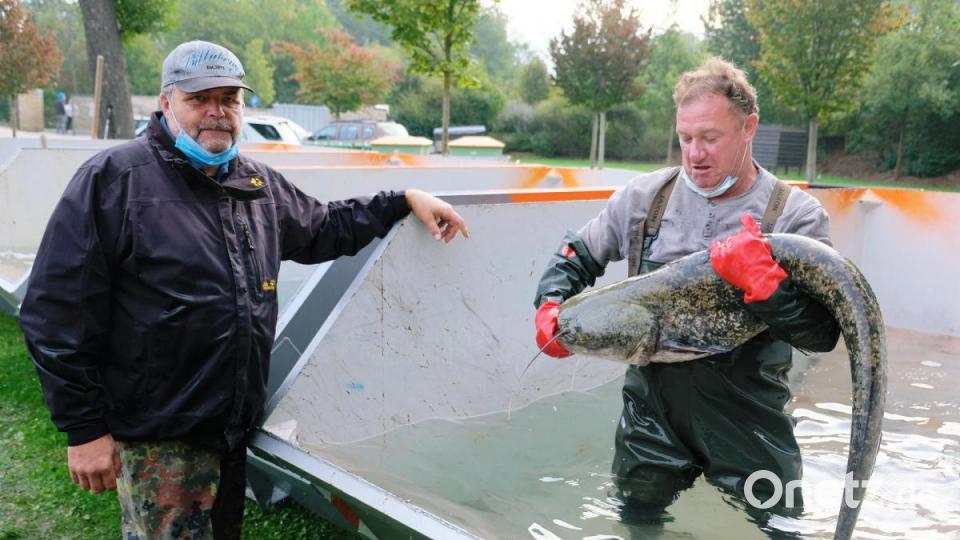 Loch Ness im Rußweiher? Gewässerwart Ralf Schlottke hat ein kleines &quot;Seeungeheuer&quot; zu bändigen. Auch Vorstand Martin Schusser zeigte sich vom Wels beeindruckt Bild: do