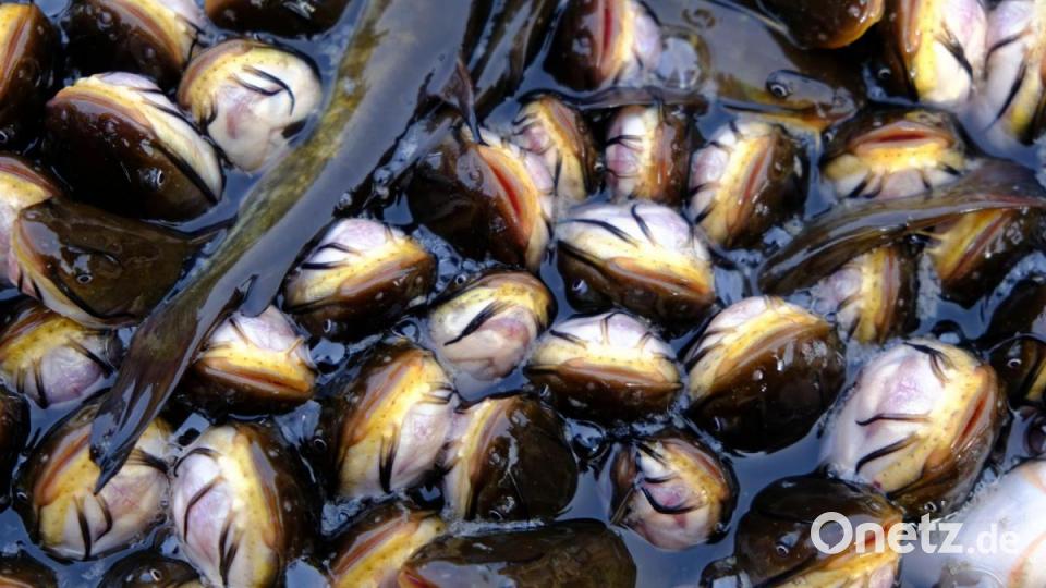Der Zwerg-Wels als Mini-Raubfisch entwickelt sich im Rußweiher zur Plage. Bild: do