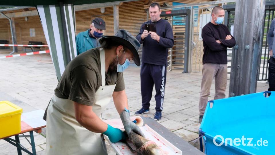 Die kapitalen Zander zu filetieren, ist eine Kunst. Der frische Biofisch findet viele Kleinabnehmer. Bild: do