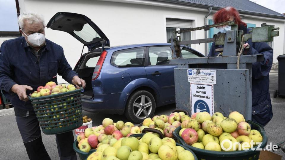 Schon zum achten Mal heuer kommt hier Stammkunde Peter Hofmann aus Bernricht mit einer Lieferung Äpfel in die Obstverwertung. Bild: Petra Hartl