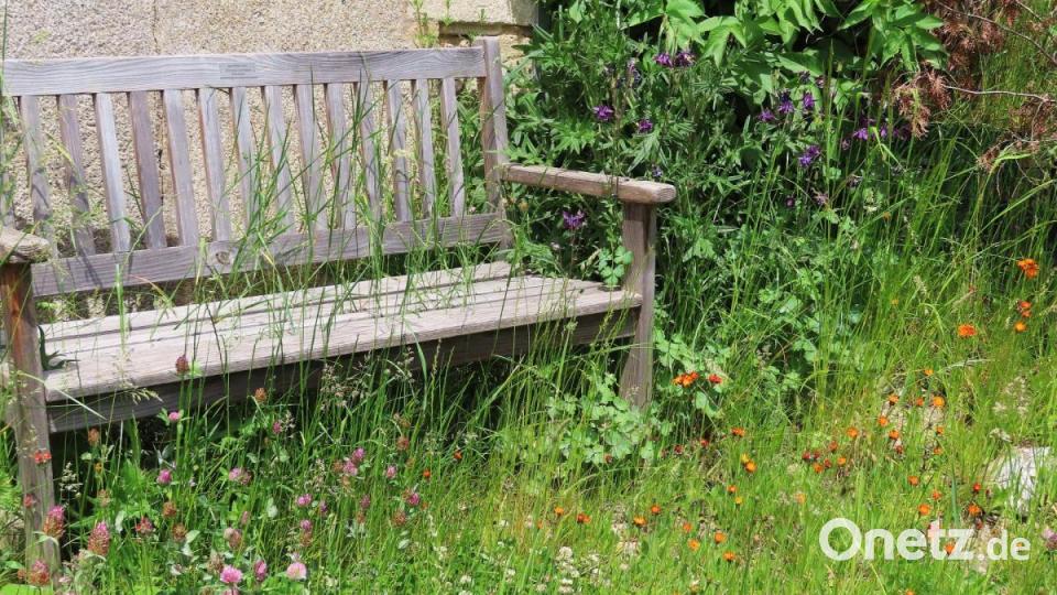 Viele neue Gräser, Blumen und Pflanzen zieren den naturbelassenen Garten. Bild: tu