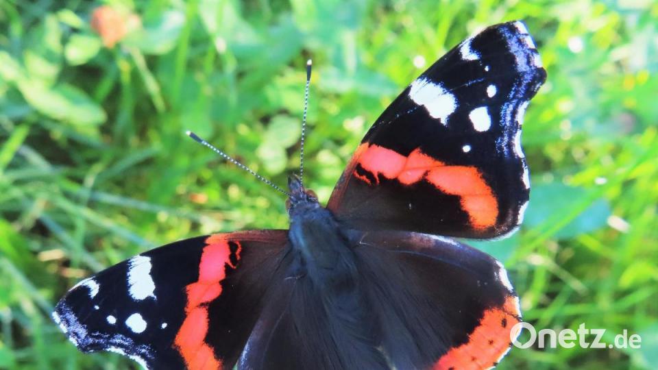 Auch Schmetterlinge finden sich ein. Bild: tu