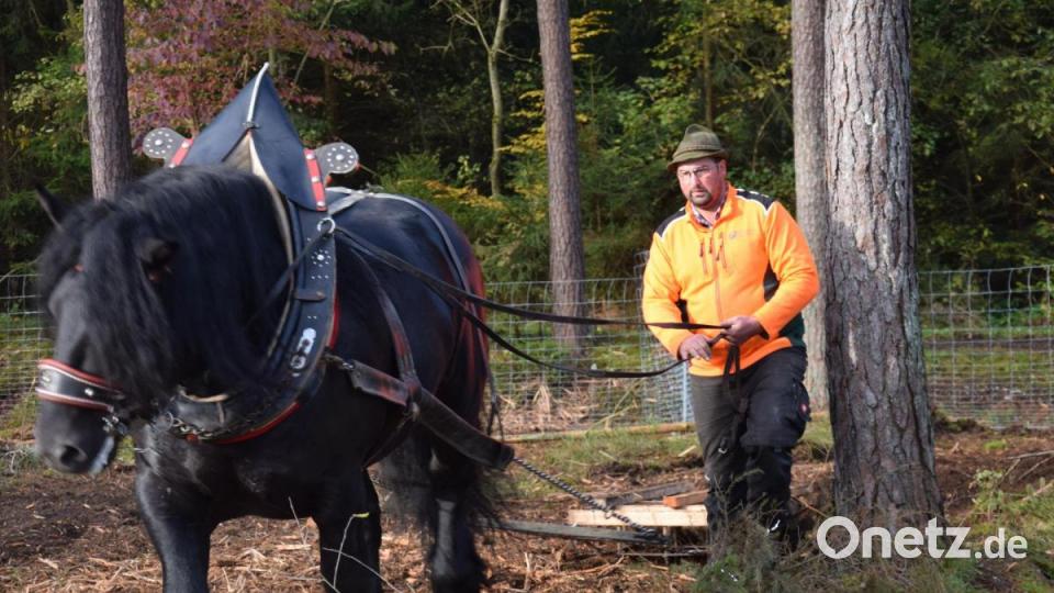 Zum Einsatz kam auch Forstwirtschaftsmeister Michael Fischer mit seinem Percheronhengst zum Einarbeiten der Eicheln in den gemulchten Waldboden. Bild: bö