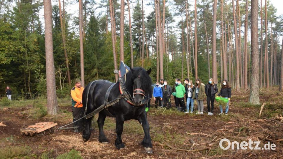 Fast schon historisch zu bezeichnen war das Einbringen der Eicheln in den gemulchten Waldboden - nämlich mit einem Pferd und einer angehängten Egge, so wie die Waldarbeit vor Jahrzehnten war. Bild: bö