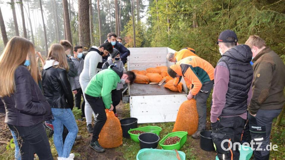 Für das Saatgut - immerhin fast 15 Zentner Eicheln hatten die Forstleute gesorgt. Ausgebracht wurde die Eicheln auf einer Fläche von etwa 1,5 Hektar. Bild: bö