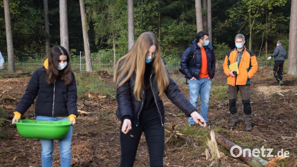 Knapp 15 Zentner Eicheln wurden von den Schülerinnen und Schülern der achte Klasse aus der Naturpark-Mittelschule Ensdorf ausgesät. Bild: bö