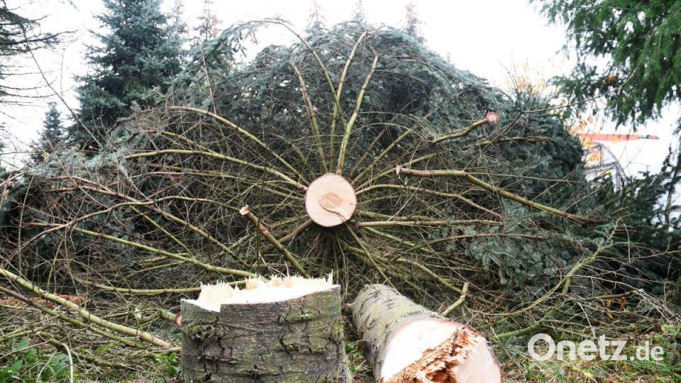 Die Nordmanntanne für das neue Rathaus stammt aus dem Bestand der Stadtgärtnerei auf dem Gelände in der Vohenstraußer Straße. Bild: Gabi Schönberger