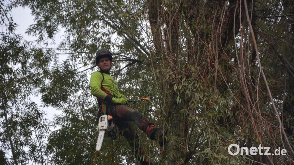 Baumkontrolleur Martin Härtl kletterte jeweils in die Bäume, nahm Sägearbeiten vor und befestigte Seile und Haken für den Abtransport durch den Kran. Bild: jr