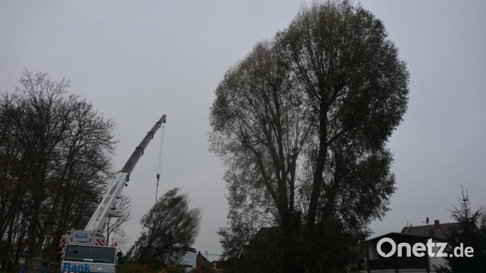 Rund 90 Minuten Zeit beanspruchte die fachgerechte Entfernung der mächtigen Weide. Bild: jr