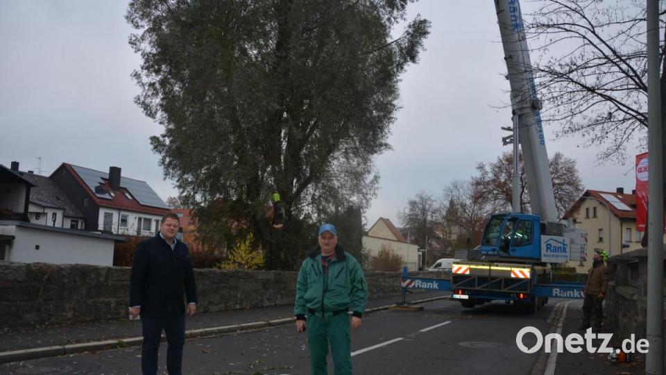 Aus Sicherheitsgründen mussten am Donnerstagvormittag an der Martin-Zehendner-Straße zwei mächtige Weiden und ein weiterer großer Baum entfernt werden. Dazu kam ein Schwerlastkran zum Einsatz. Mit vor Ort waren Bürgermeister Stefan Grillmeier (links) und Stadtgärtner Willi Kilian. Bild: jr