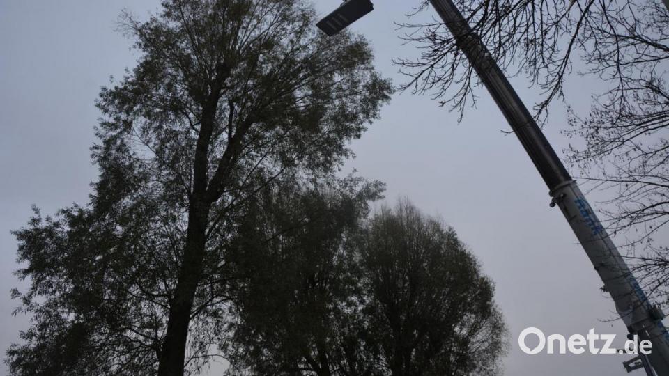 Stück für Stück wurde die mächtige Weide mit Hilfe des Autokrans abgetragen. Bild: jr