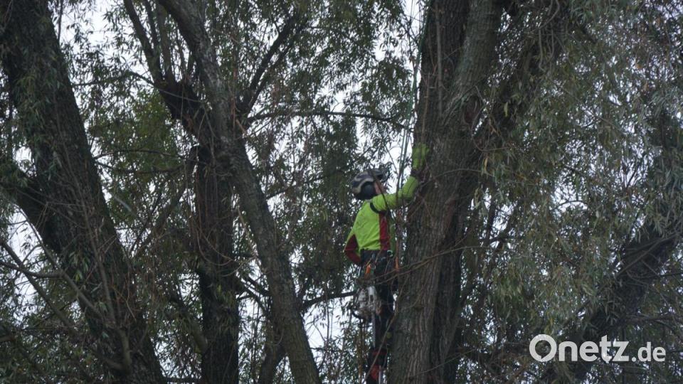 Baumkontrolleur Martin Härtl kletterte jeweils auf die Bäume, nahm Sägearbeiten vor und befestigte Seile und Haken für den Abtransport durch den Kran. Bild: jr