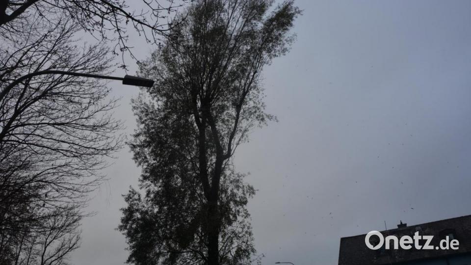 Stück für Stück wurde die mächtige Weide mit Hilfe des Autokrans abgetragen. Bild: jr