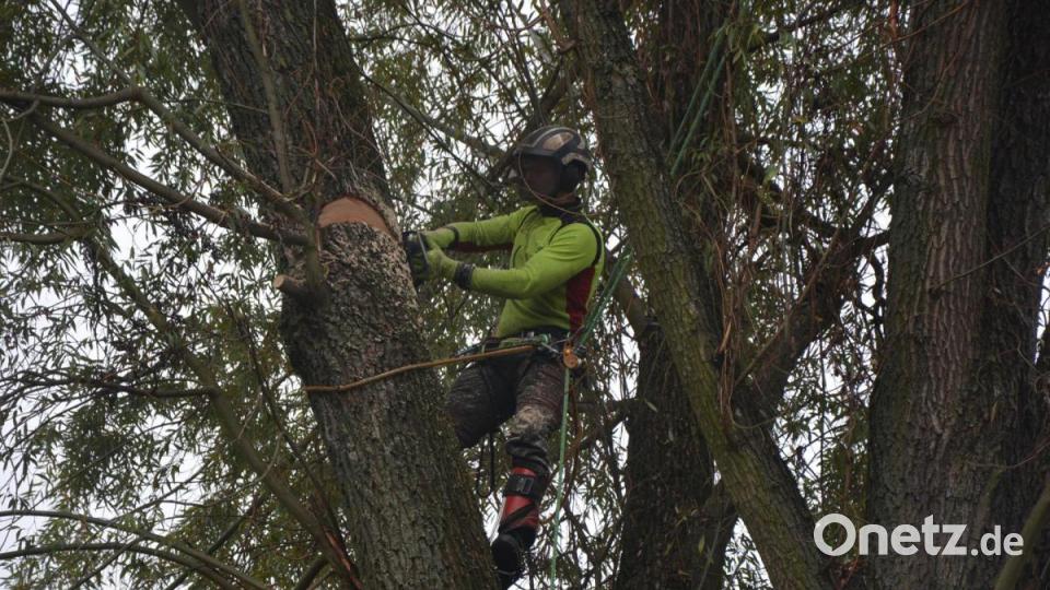 Baumkontrolleur Martin Härtl kletterte jeweils in die Bäume, nahm Sägearbeiten vor und befestigte Seile und Haken für den Abtransport durch den Kran. Bild: jr