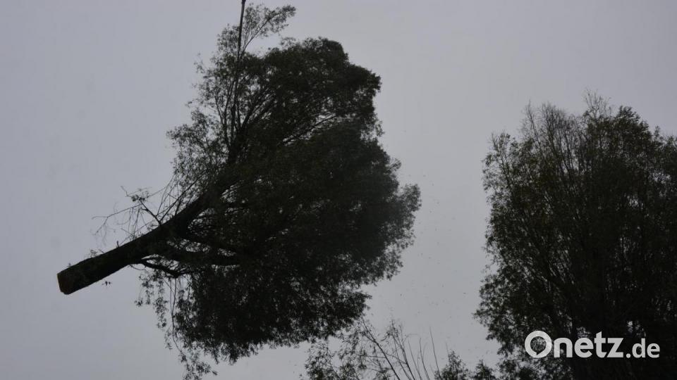 Stück für Stück wurde die mächtige Weide mit Hilfe des Autokrans abgetragen. Bild: jr