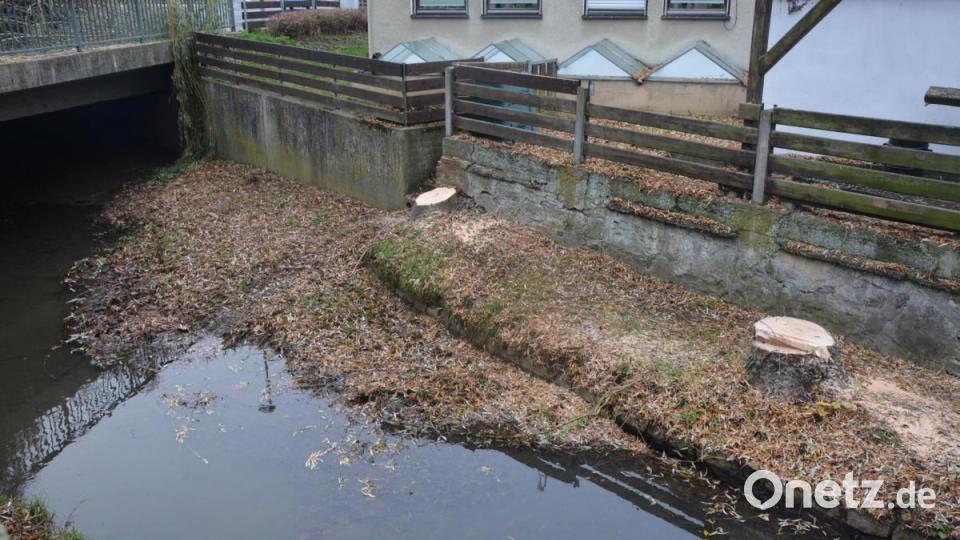 Hier standen eine Esche und eine Weide: Sichtbar ist der Schaden, der durch die Wurzeln der Bäume an der Stützmauer neben dem Seibertsbach entstanden ist. Bild: jr