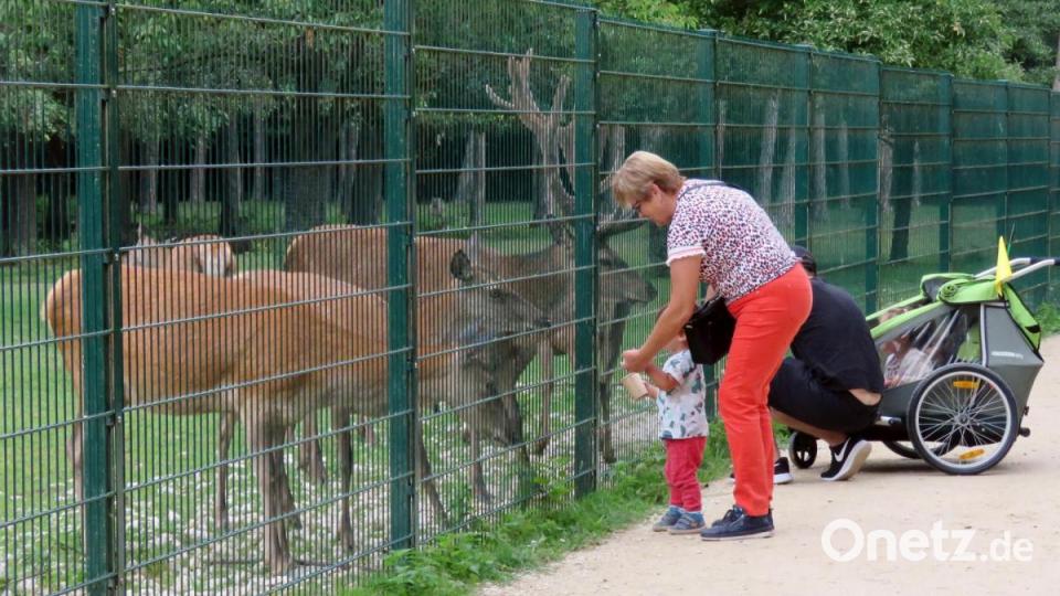 Für Kinder immer wieder faszinierend: Der Wild- und Freizeitpark Höllohe im Landkreis Schwandorf. Archivbild: Goetz