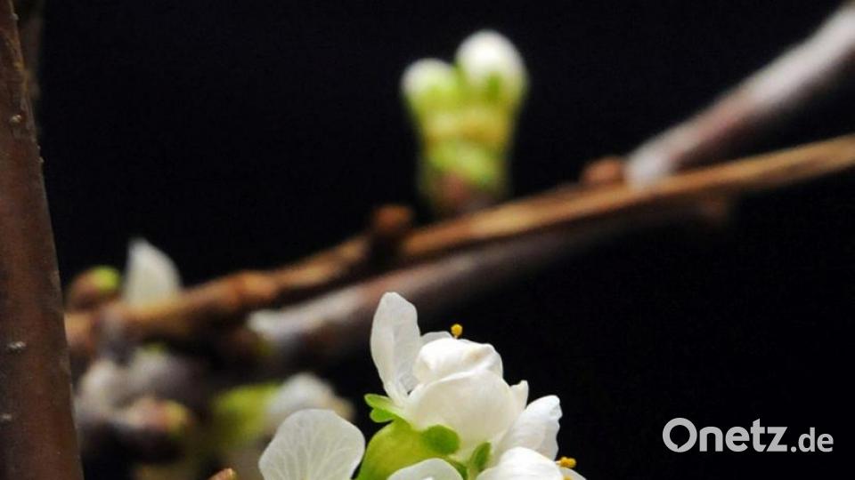 Barbarazweige sind Zweige von Obstbäumen (in der Oberpfalz nimmt man Zweige von Kirschbäumen), die am 4. Dezember, dem liturgischen Gedenktag der heiligen Barbara geschnitten und in einer Vase in der Wohnung aufgestellt werden. Sie sollen bis zum Heiligen Abend erblühen. Der Zweig mit der ersten Blüte verriet den jungen Mädchen ihren Hochzeiter. Archivbild: Stefan Huber