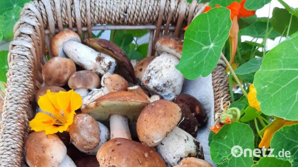 Geschenkkorb voller Pilze Bild: Reinhold Wurm/exb