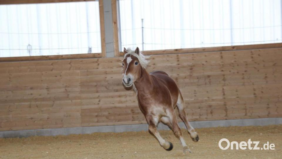 Der elegante Körperbau, die flüssige Gangart im Galopp und Trab sowie der sanftmütige Charakter und das gefügige Naturell des Zuchthengstes N-Power der Stechers fiel den Experten sofort ins Auge. Bild: ads