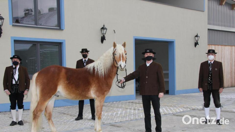 Der Vorstand der Haflingerzüchter und Pferdefreunde Kemnath am Buchberg um Lorenz Gebert (von rechts), Robert Zimmermann und Georg Bauer besucht das Mitglied Hermann Stecher (vorn) auf seinem Hof. Er zeigt stolz seinen Prachthengst N-Power. Bild: ads