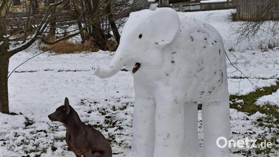 Einen sehr seltenen Schneelefant ( elephantus ninguis) konnte Josef Bodensteiner fotografieren. Bild: Josef Bodensteiner/exb