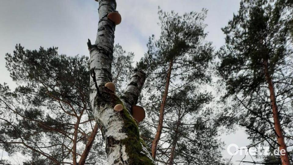 Die Birkenporlinge führen zu einer Verschlechterung des Zustands des Baumes. Bild: sne
