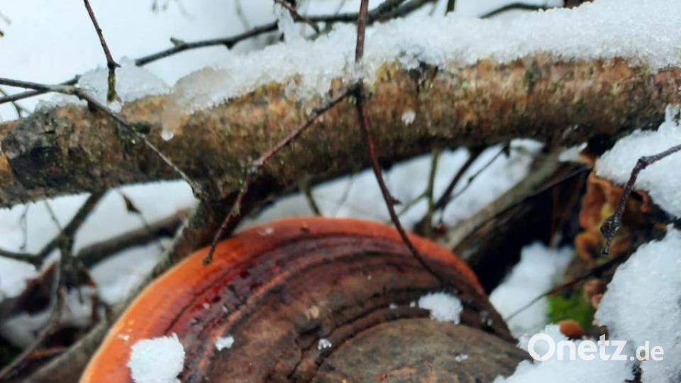Rotrandiger Baumschwamm. Bild: sne