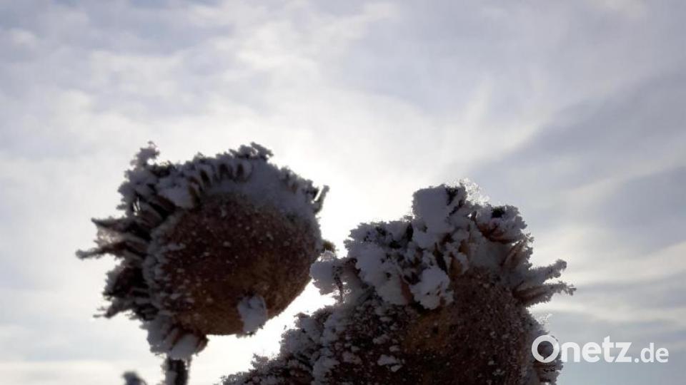 Eine ähnliche Entdeckung machte auch Margarete Hirsch. Auf dem Weg nach Kümmersbuch bei Hahnbach schoss sie dieses Foto. Eine &quot;sonnige Eisblume – oder ist es eine eisige Sonnenblume?&quot;, schreibt sie zu ihrem Bild. Bild: Margarete Hirsch/exb