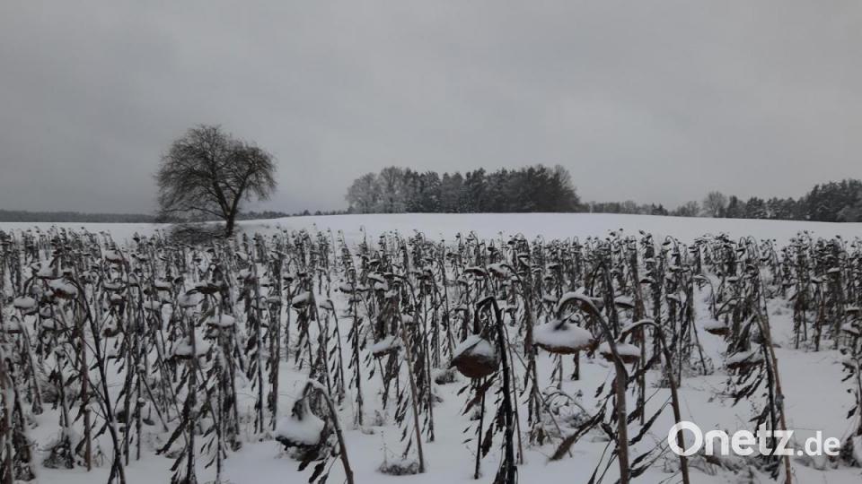 &quot;Der Winter bietet viele schöne Bilder und Geheimnisse&quot;, schreibt Josef Wittmann und schickt der Amberger Zeitung dieses Foto, aufgenommen am Dorfrand von Krickelsdorf. Die Vögel hätten ihre Freude an diesen Sonnenblumen als Winterfutter, erklärt Wittmann, und sendet dazu folgende Zeilen: 
&quot;Da stehen sie im Wind und Sturm,
standhaft wie ein Turm. 
Neigen ihren Kopf uns zu,
der Blick ganz starr und voller Ruh.
Gehüllt in einen Mantel aus Schnee und Eis,
geheimnisvoll und ganz in Weiß.
Gebeugt, gereift und in Würde ergraut,
geben von sich keinen Laut.
Umweht von kalter Luft,
abgestorben, aber voller Frucht!&quot; Bild: Josef Wittmann/exb