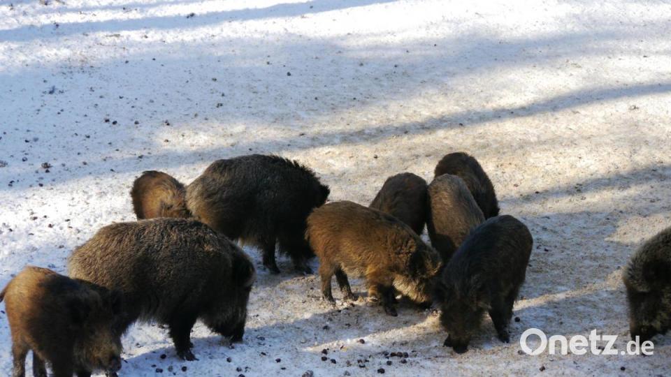 Musik im Wildpark: Die Wildschweine lieben Hardrock. Bild: gis