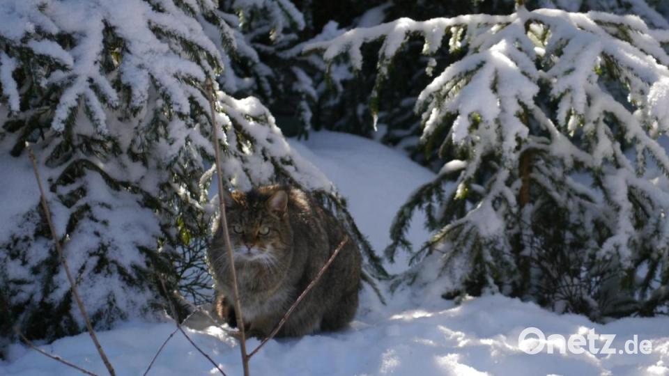 Musik im Wildpark: auch die Wildkatze lauscht. Bild: gis