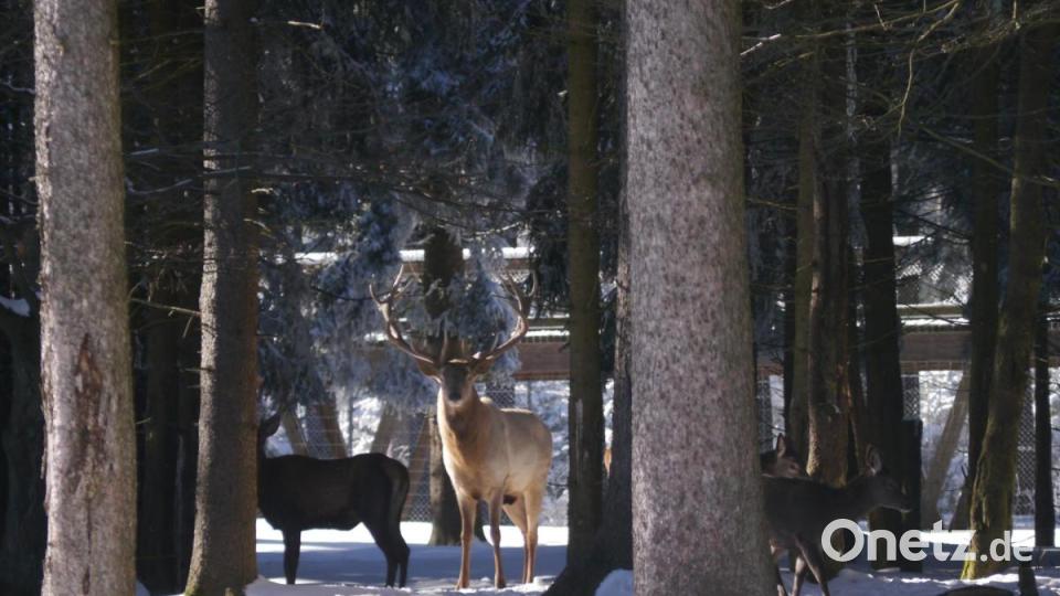 Musik im Wildpark: Die Hirsche des Wildparks vermissen die Besucher eher nicht so. Bild: gis