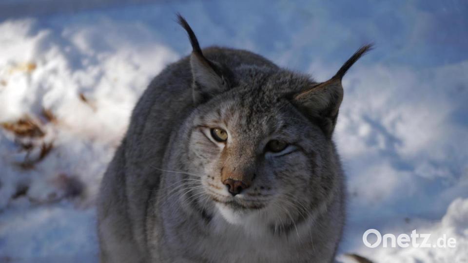 Musik im Wildpark: Die Luchse stehen voll auf Klassik. Bild: gis