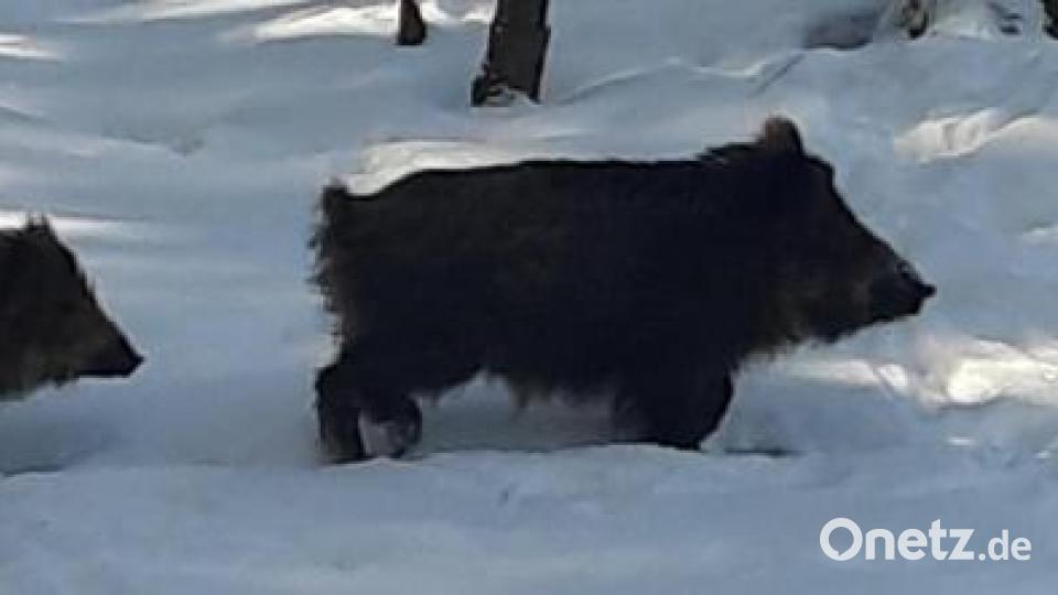 Musik im Wildpark: Die Wildschweine lieben Hardrock. Bild: gis