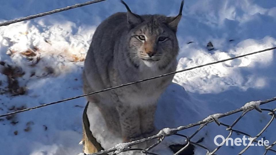 Musik im Wildpark: Die Luchse stehen voll auf Klassik. Bild: gis