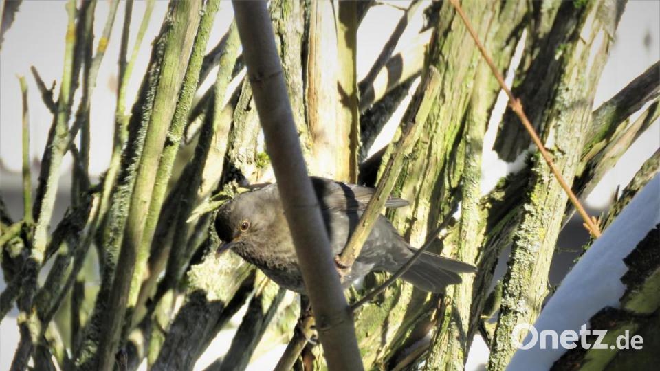 Die scheue Amsel lässt sich nicht gern fotografieren und geht nur selten direkt ins Vogelfutterhaus. Bild: ubb