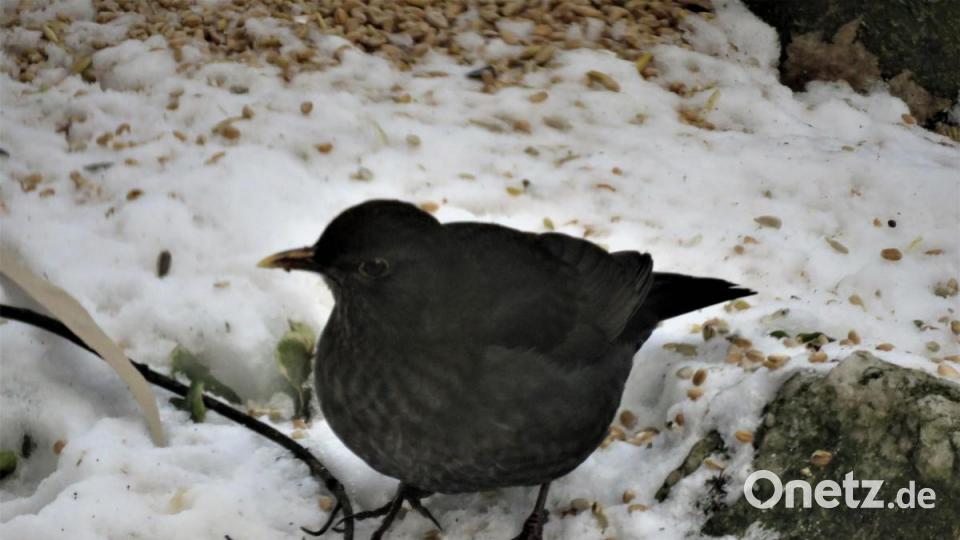 Die Amsel hüpft gern durch den Schnee und pickt sich manchen Leckerbissen aus der weißen Decke. Bild: ubb