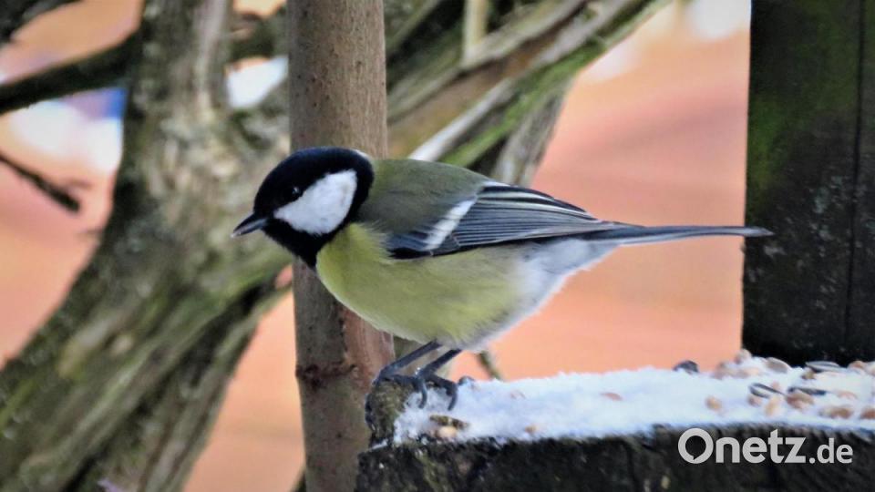 Die Kohlmeise ist im Landkreis Tirschenreuth gleich nach dem Feldsperling am häufigsten gezählt worden. Bild: ubb