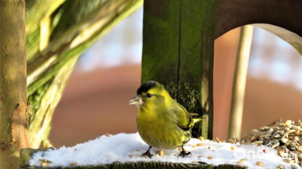 Der Zeisig ist ein hübsches Kerlchen. Bild: ubb