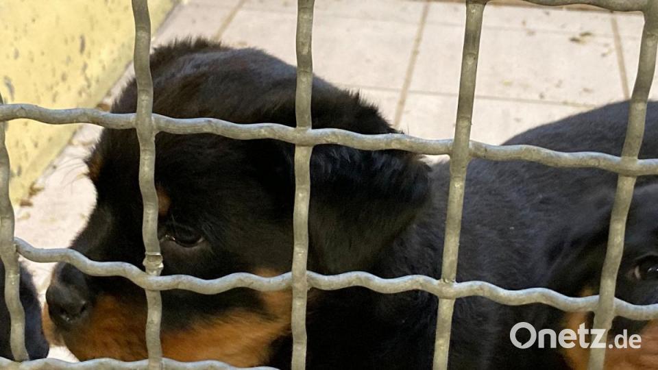 Die Nürnberger Polizei hat 101 Hundewelpen beschlagnahmt. Alle Tiere befinden sich nun im Nürnberger Tierheim. Bild: Tierheim Nürnberg