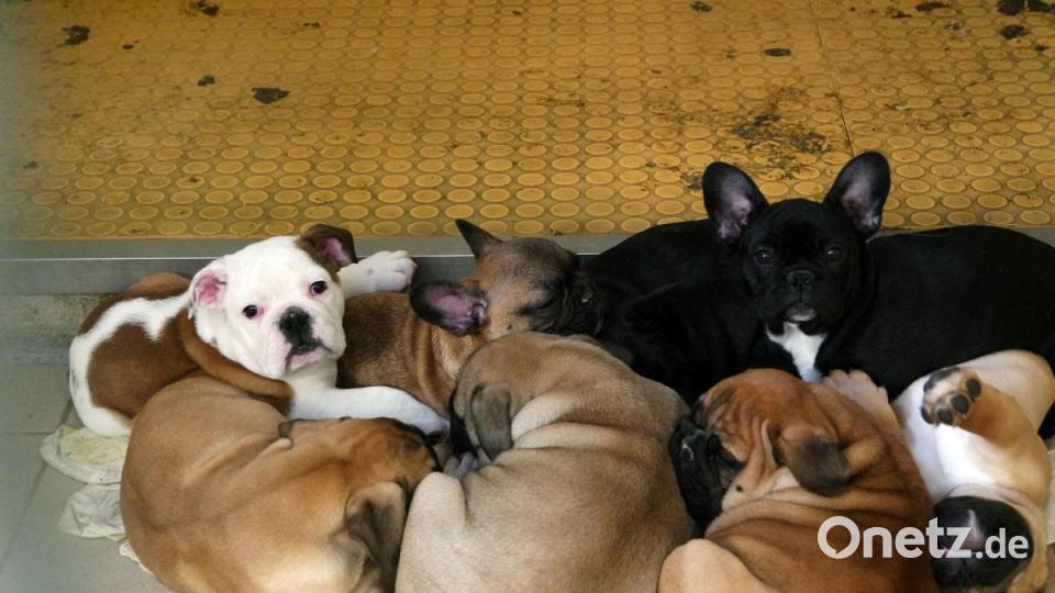 Die Nürnberger Polizei hat 101 Hundewelpen beschlagnahmt. Alle Tiere befinden sich nun im Nürnberger Tierheim. Bild: Tierheim Nürnberg