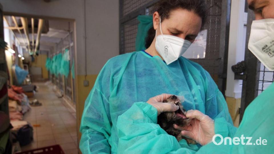 Die Nürnberger Polizei hat 101 Hundewelpen beschlagnahmt. Alle Tiere befinden sich nun im Nürnberger Tierheim. Bild: Tierheim Nürnberg