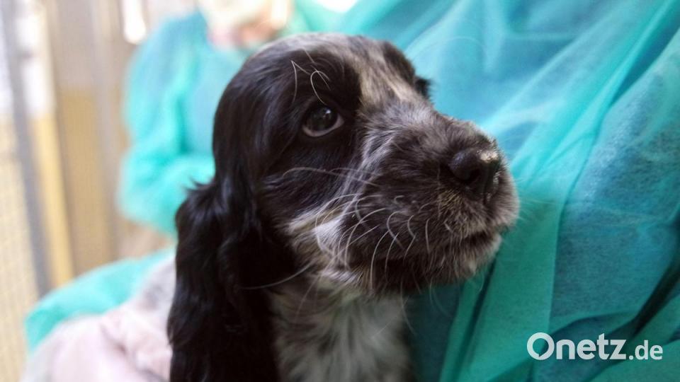 Die Nürnberger Polizei hat 101 Hundewelpen beschlagnahmt. Alle Tiere befinden sich nun im Nürnberger Tierheim. Bild: Tierheim Nürnberg