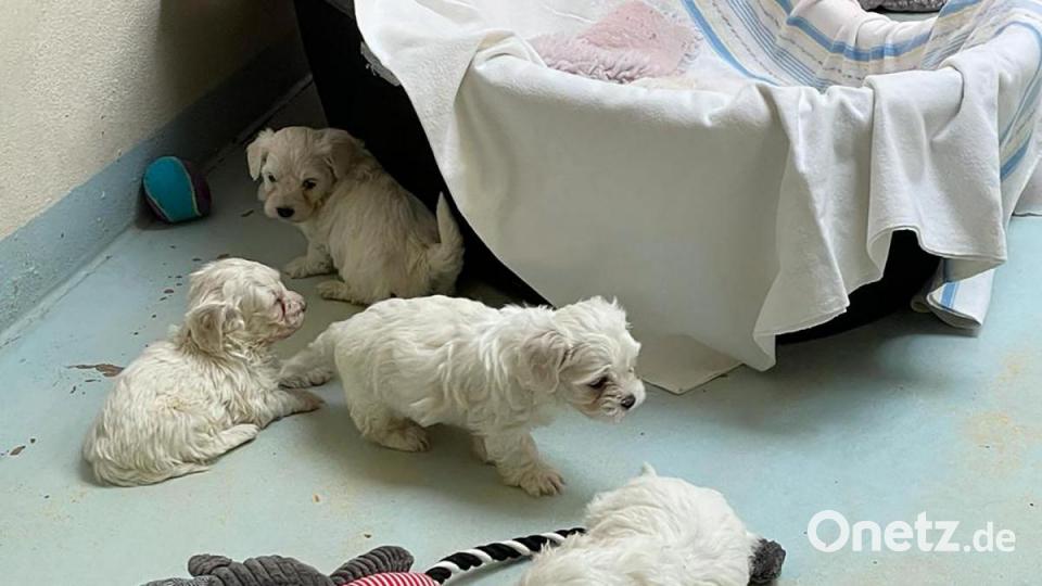 Die Nürnberger Polizei hat 101 Hundewelpen beschlagnahmt. Alle Tiere befinden sich nun im Nürnberger Tierheim. Bild: Tierheim Nürnberg