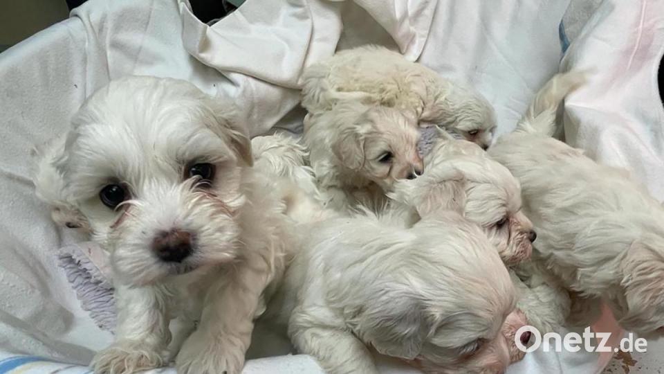 Die Nürnberger Polizei hat 101 Hundewelpen beschlagnahmt. Alle Tiere befinden sich nun im Nürnberger Tierheim. Bild: Tierheim Nürnberg